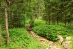 2014-07-05_Laengental-N-Hochweg (964). JPG
